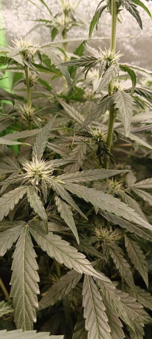 AK-47 Auto + Gelato #41 Fem. Week 8