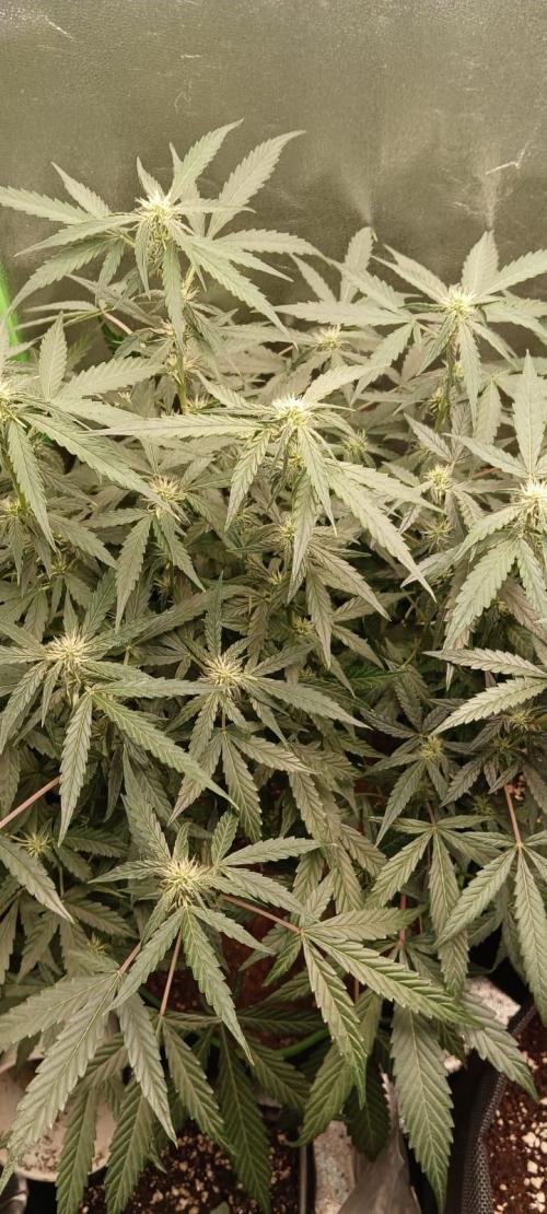 AK-47 Auto + Gelato #41 Fem. Week 8