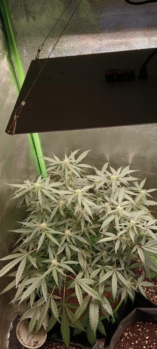 AK-47 Auto + Gelato #41 Fem. Week 8