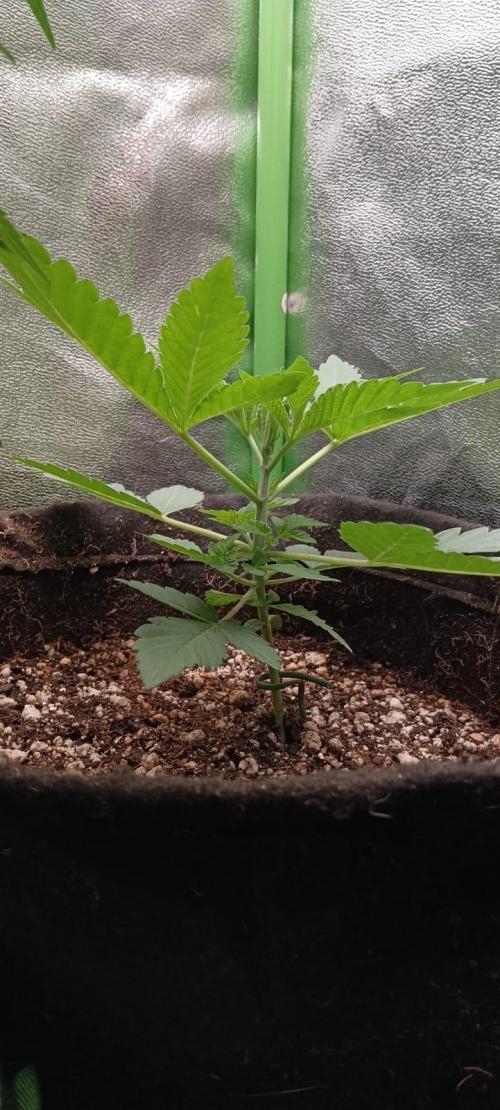 Aliento de dragón - Black Tuna Seeds. Week 3