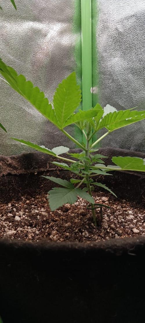 Aliento de dragón - Black Tuna Seeds. Week 3