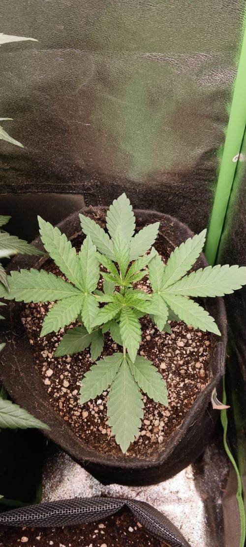 Aliento de dragón - Black Tuna Seeds. Week 3