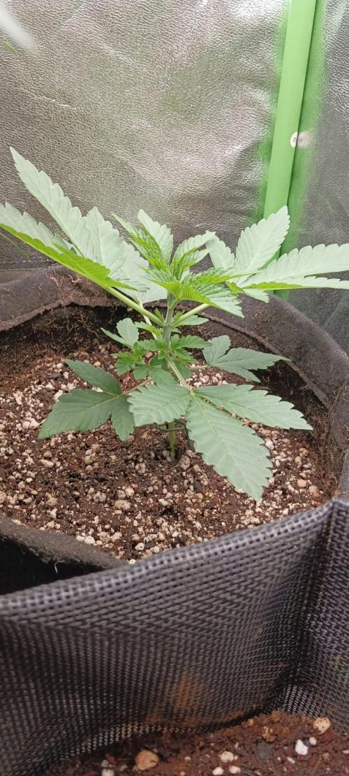 Aliento de dragón - Black Tuna Seeds. Week 3