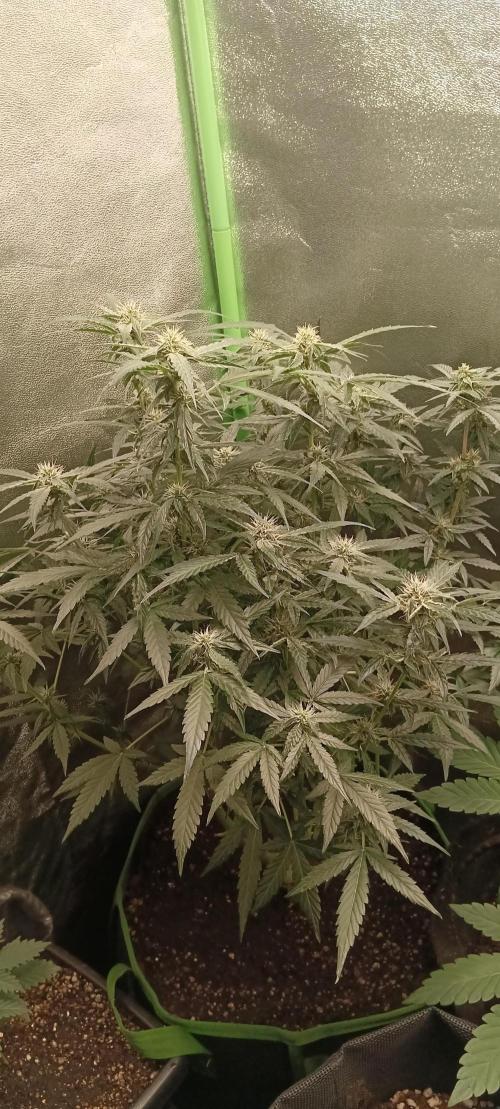 AK-47 Auto + Gelato #41 Fem. Week 9