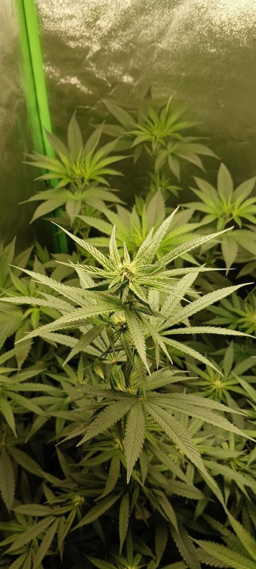 AK-47 Auto + Gelato #41 Fem. Week 9