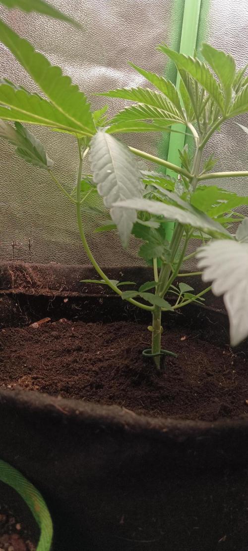 Aliento de dragón - Black Tuna Seeds. Week 4