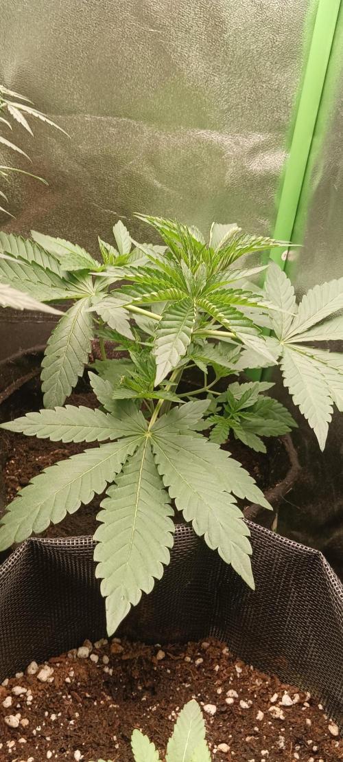 Aliento de dragón - Black Tuna Seeds. Week 4