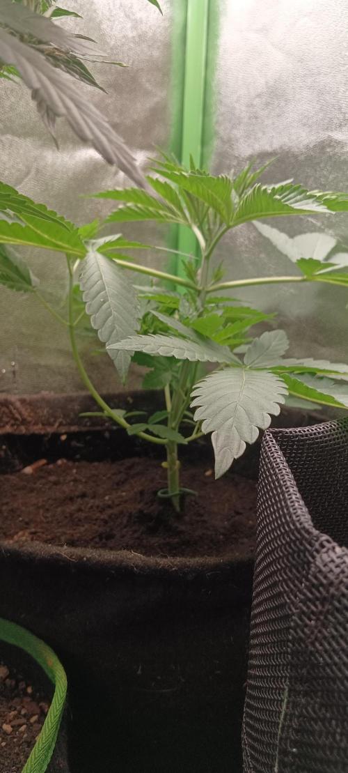 Aliento de dragón - Black Tuna Seeds. Week 4