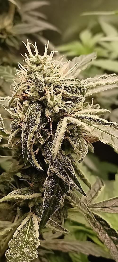 AK-47 Auto + Gelato #41 Fem. Week 10