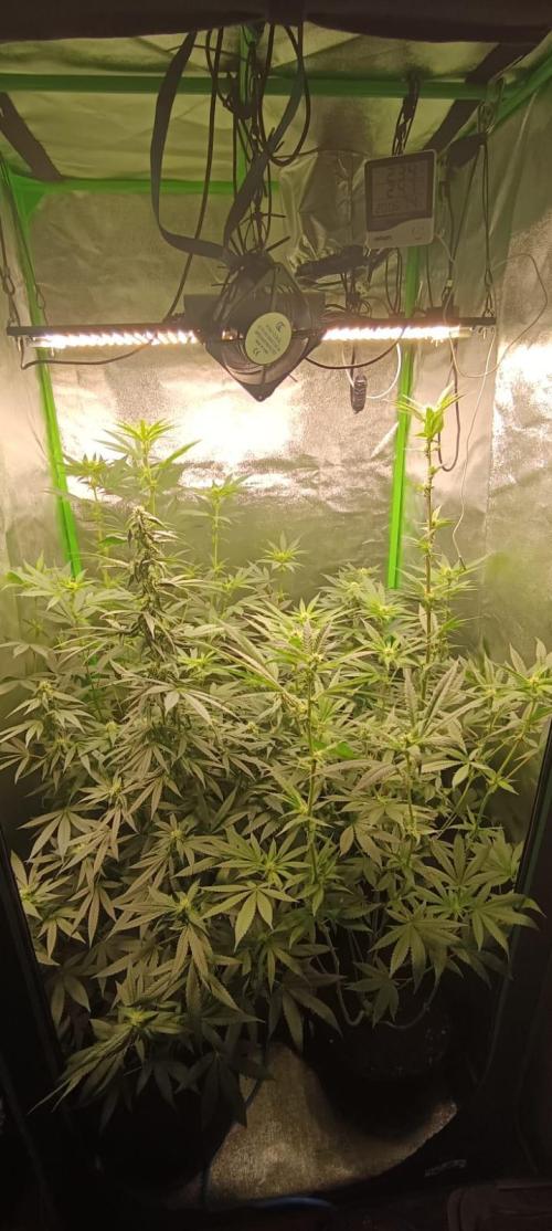 AK-47 Auto + Gelato #41 Fem. Week 10