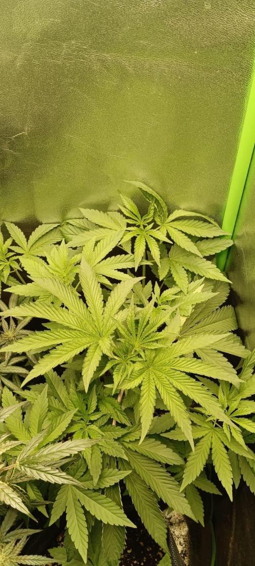 Aliento de dragón - Black Tuna Seeds. Week 5