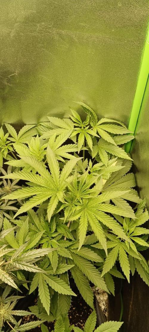 Aliento de dragón - Black Tuna Seeds. Week 5