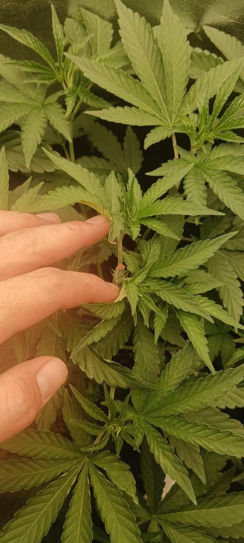 Aliento de dragón - Black Tuna Seeds. Week 6