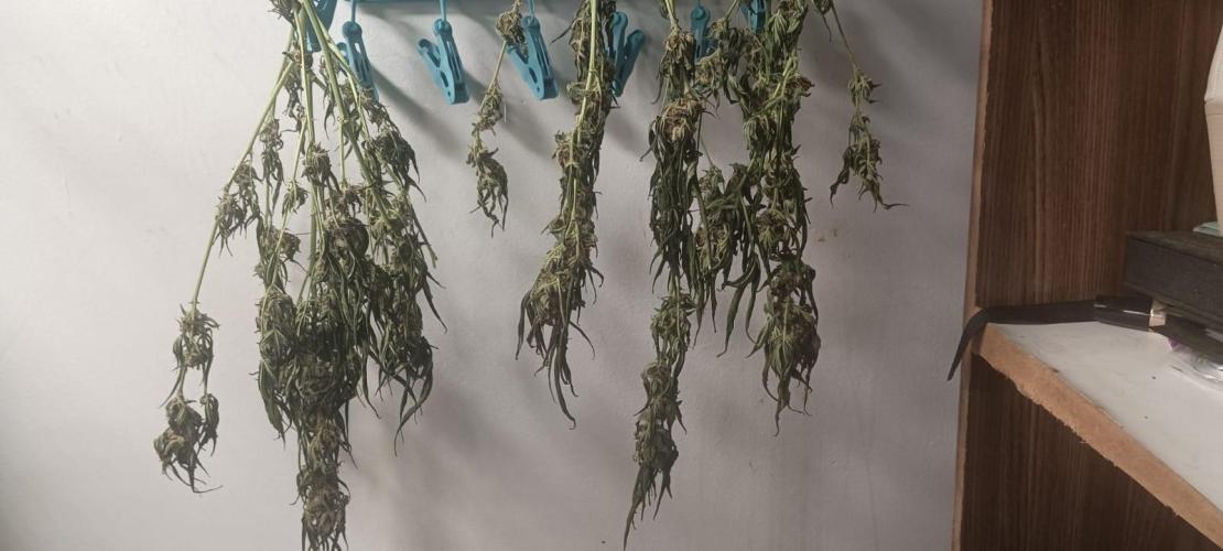 AK-47 Auto + Gelato #41 Fem. Week 11