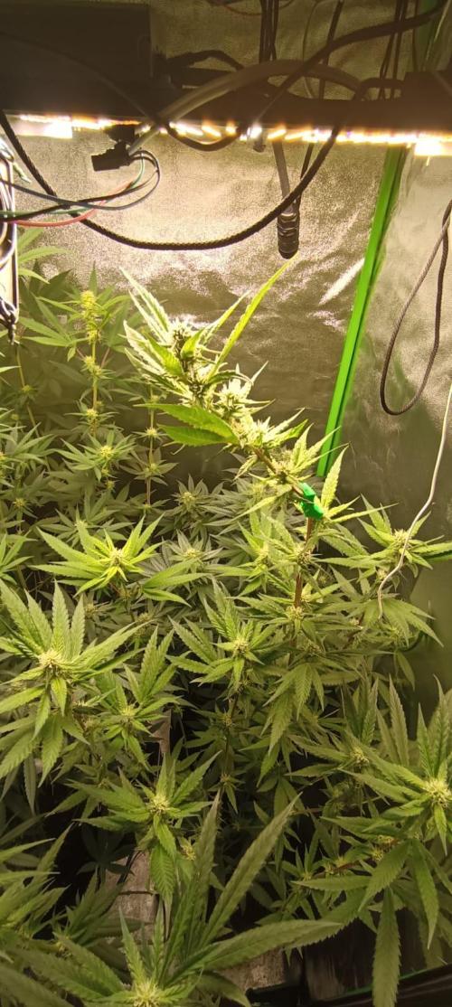 AK-47 Auto + Gelato #41 Fem. Week 12