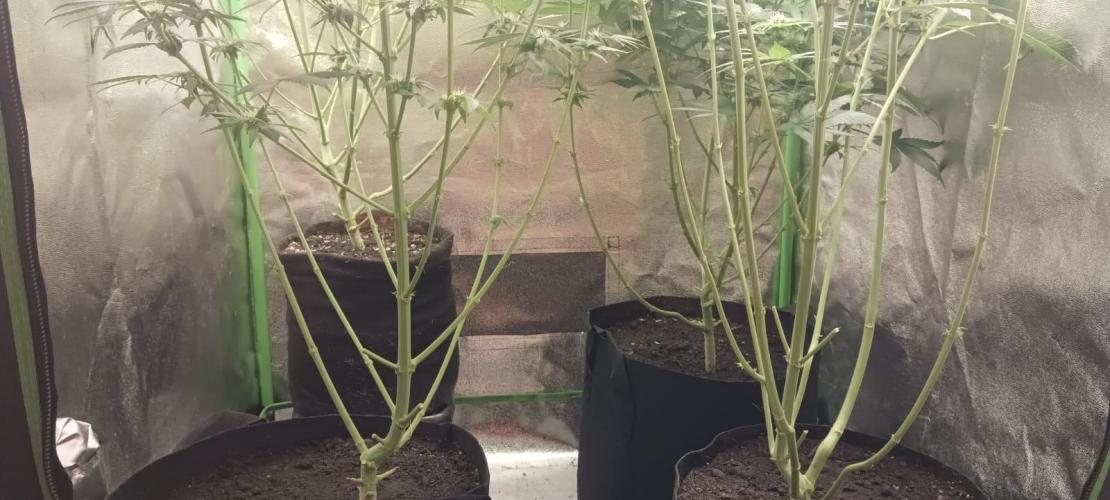 AK-47 Auto + Gelato #41 Fem. Week 12