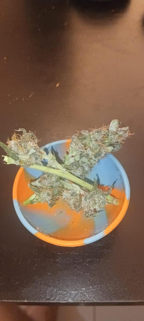 AK-47 Auto + Gelato #41 Fem. Week 12