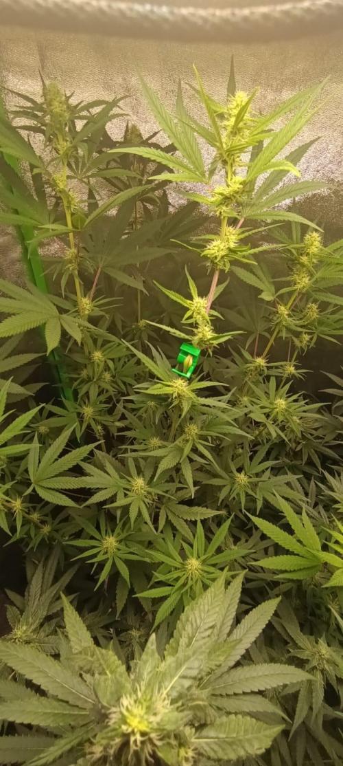 AK-47 Auto + Gelato #41 Fem. Week 12