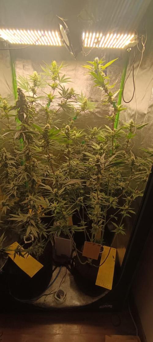 AK-47 Auto + Gelato #41 Fem. Week 12