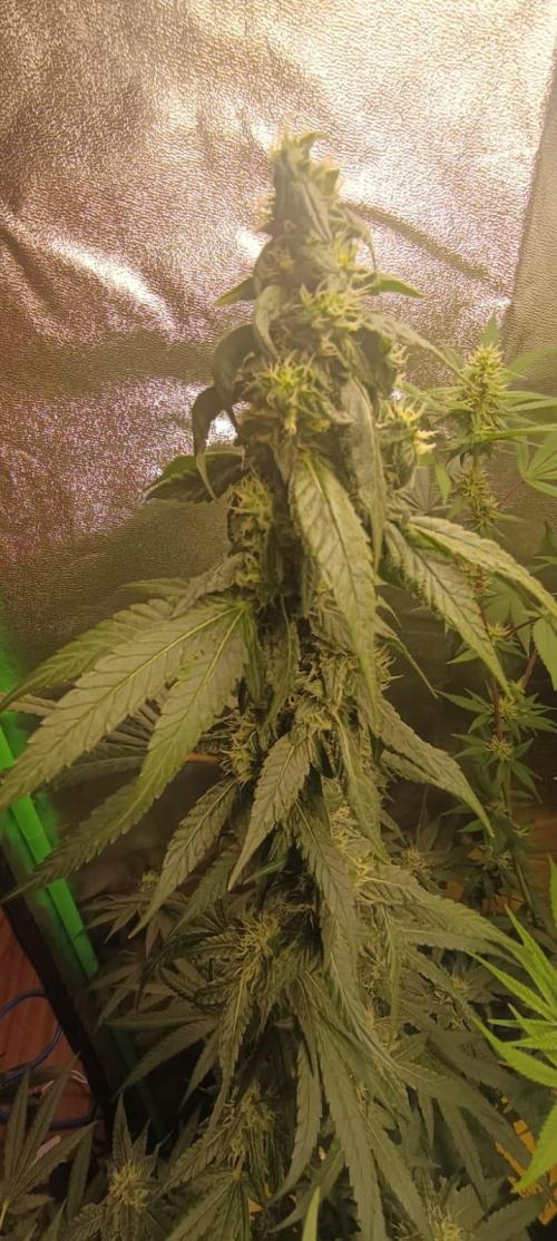 AK-47 Auto + Gelato #41 Fem. Week 12