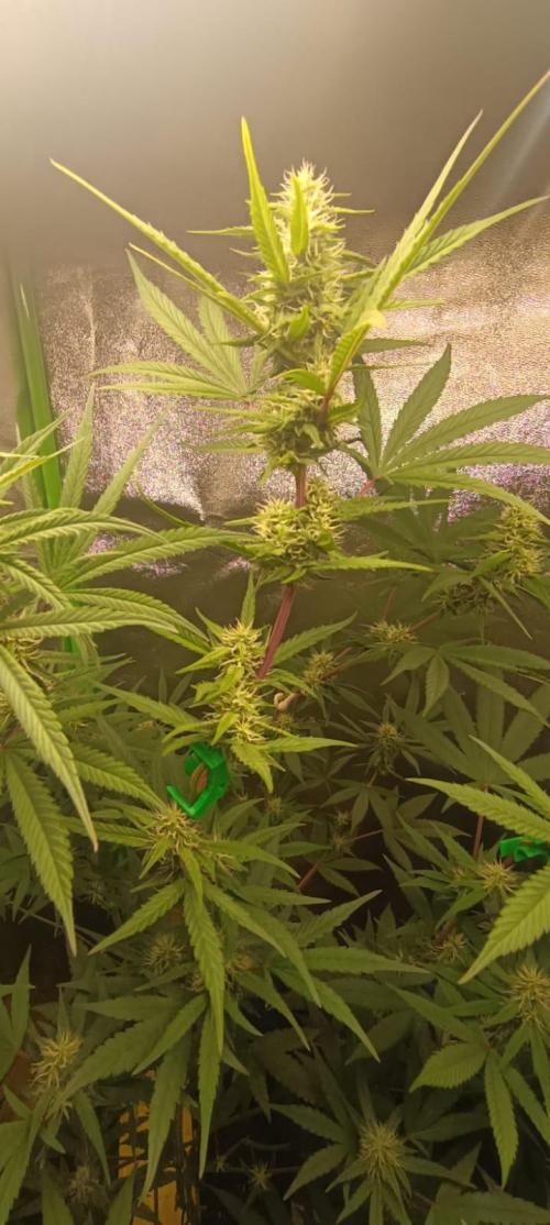 AK-47 Auto + Gelato #41 Fem. Week 12