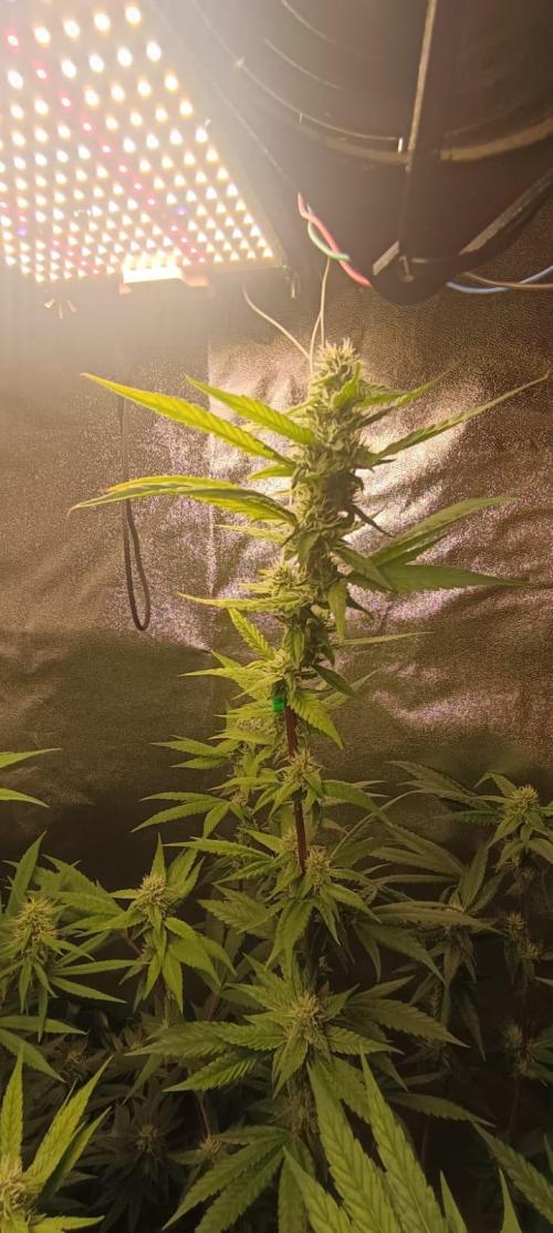 AK-47 Auto + Gelato #41 Fem. Week 12