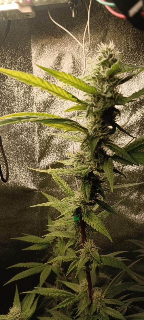 AK-47 Auto + Gelato #41 Fem. Week 12