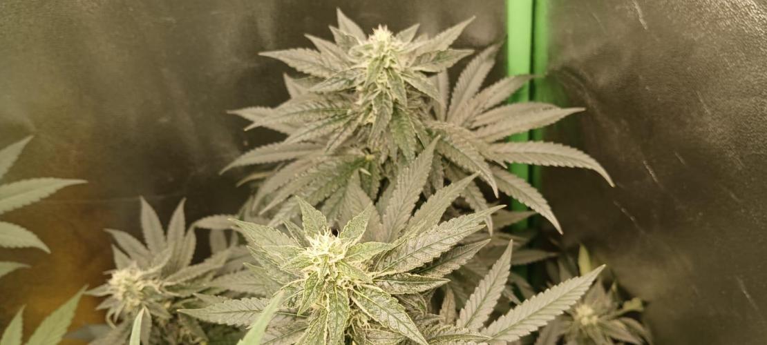 AK-47 Auto + Gelato #41 Fem. Week 12