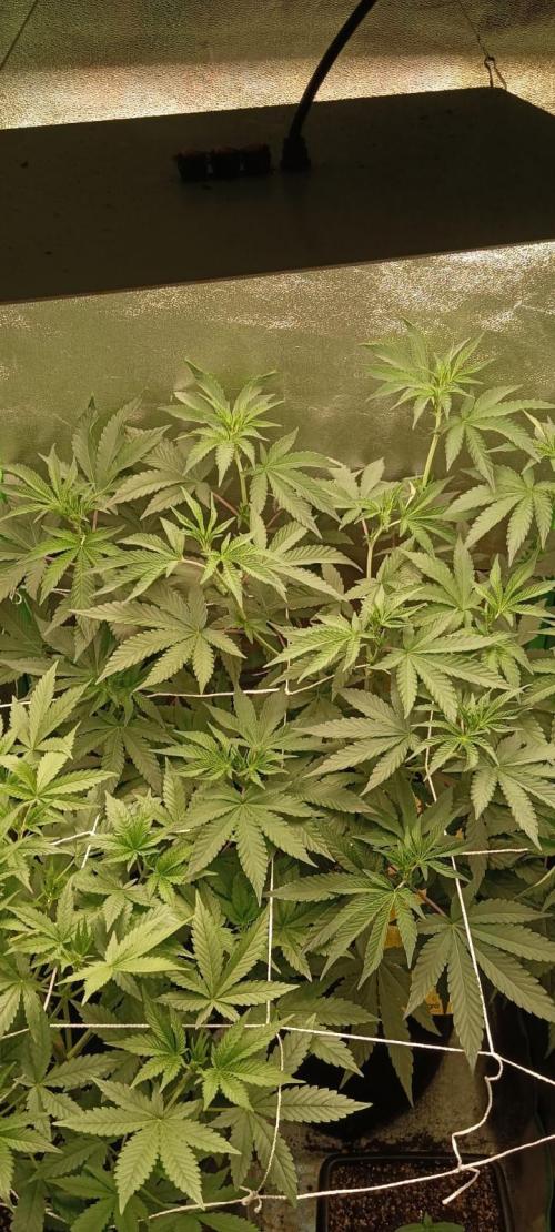 Aliento de dragón - Black Tuna Seeds. Week 7