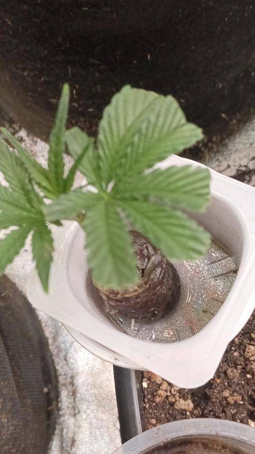 Aliento de dragón - Black Tuna Seeds. Week 7