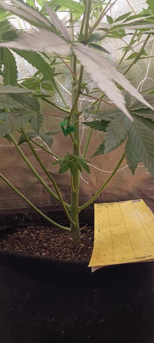 Aliento de dragón - Black Tuna Seeds. Week 7