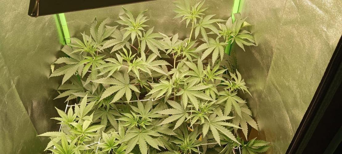 Aliento de dragón - Black Tuna Seeds. Week 7