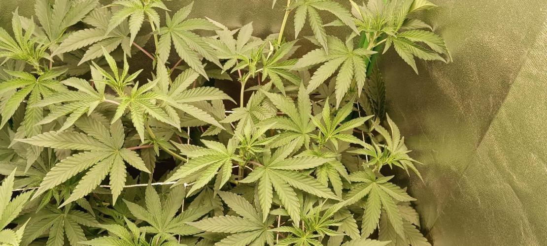 Aliento de dragón - Black Tuna Seeds. Week 7