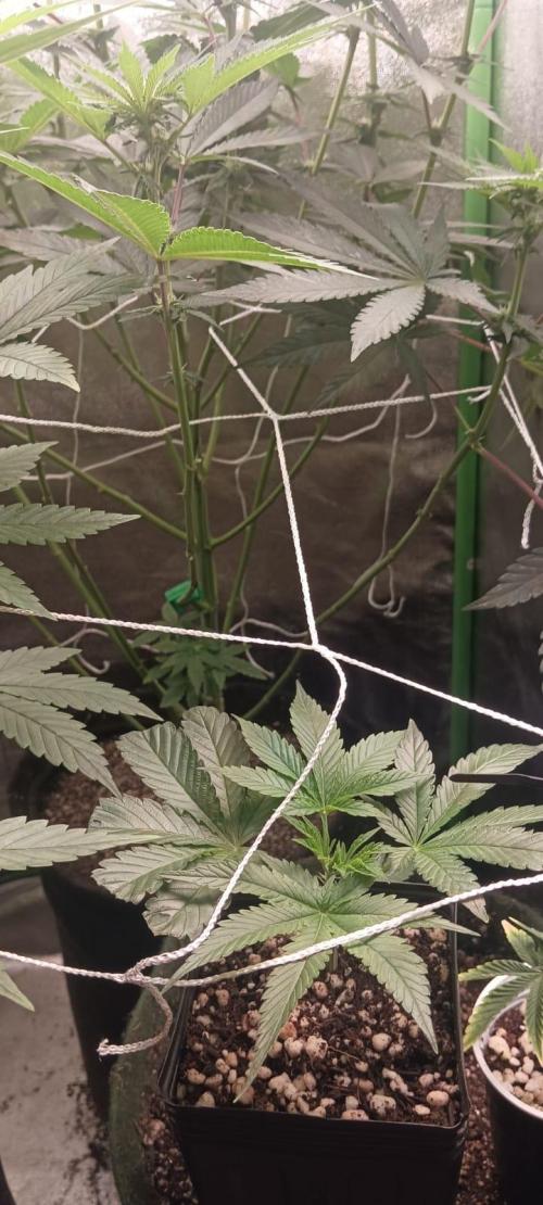 Aliento de dragón - Black Tuna Seeds. Week 8