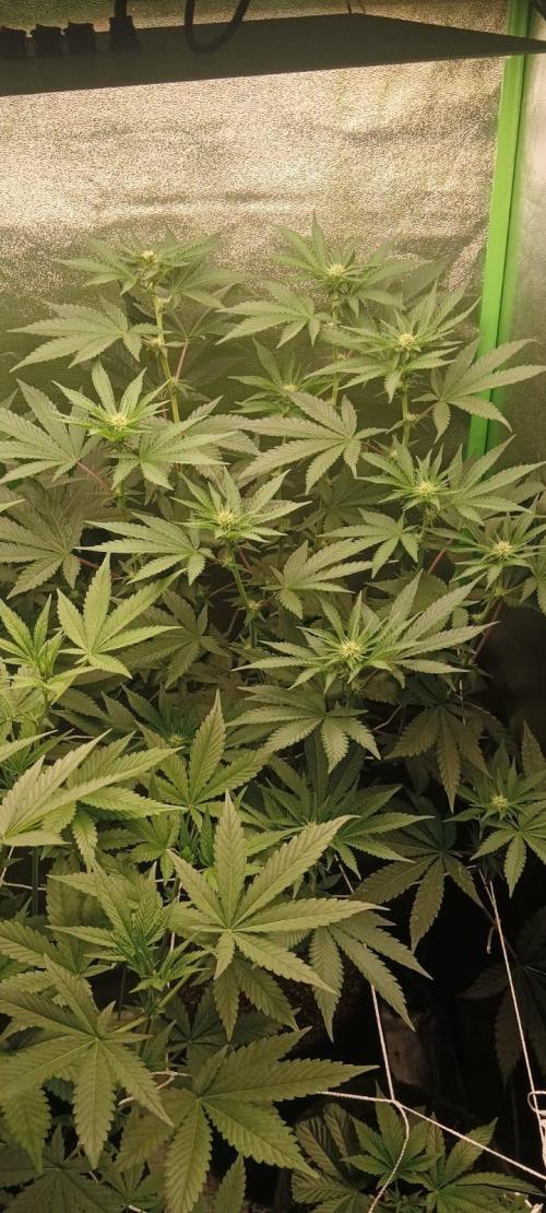 Aliento de dragón - Black Tuna Seeds. Week 8