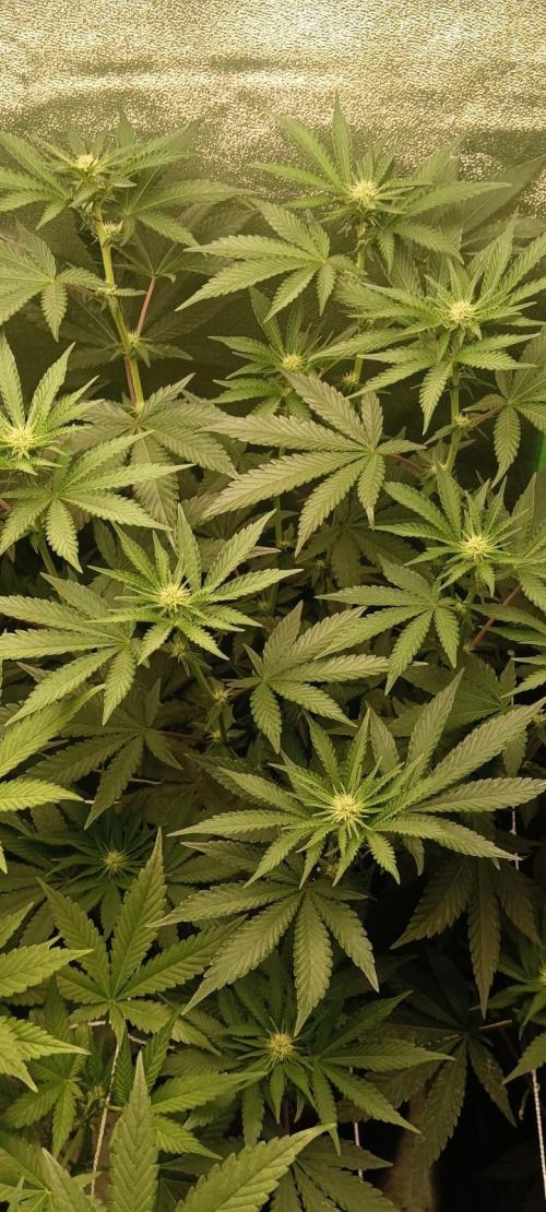 Aliento de dragón - Black Tuna Seeds. Week 8