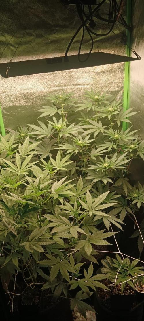 Aliento de dragón - Black Tuna Seeds. Week 8