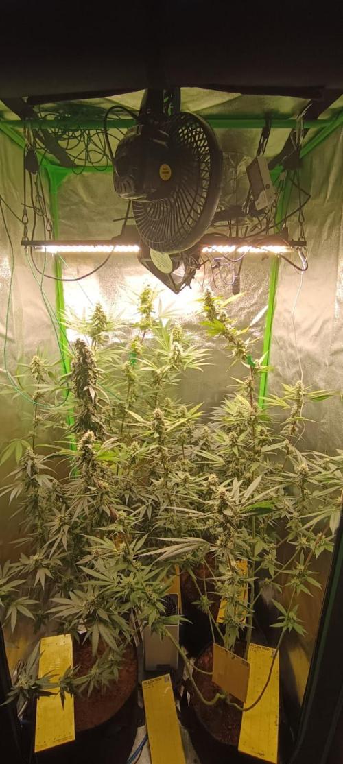 AK-47 Auto + Gelato #41 Fem. Week 13