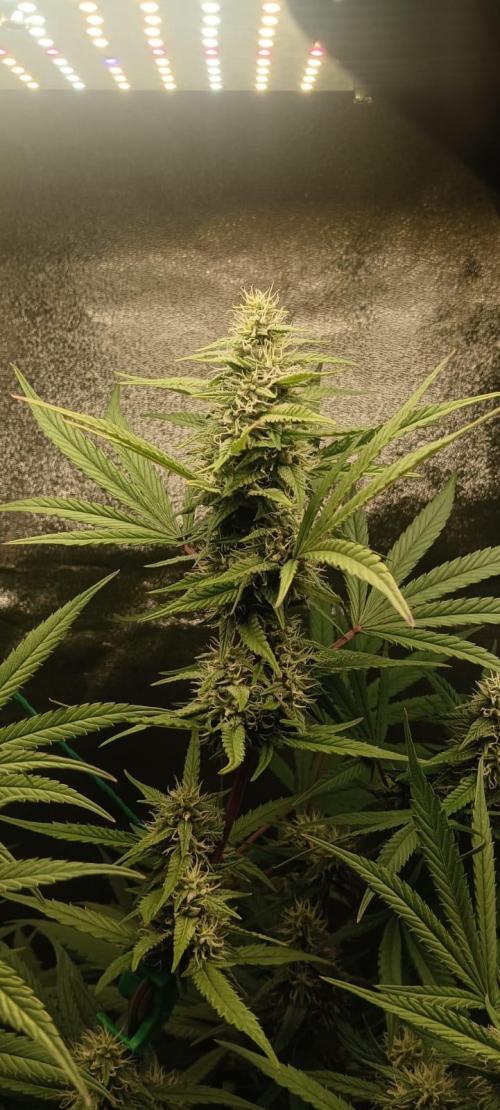 AK-47 Auto + Gelato #41 Fem. Week 13