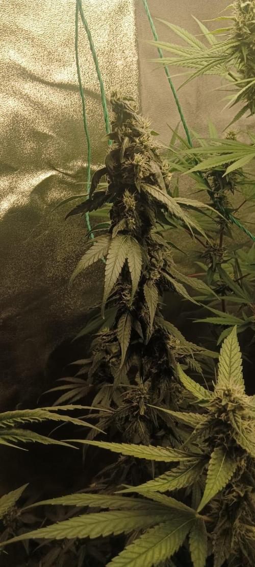 AK-47 Auto + Gelato #41 Fem. Week 13