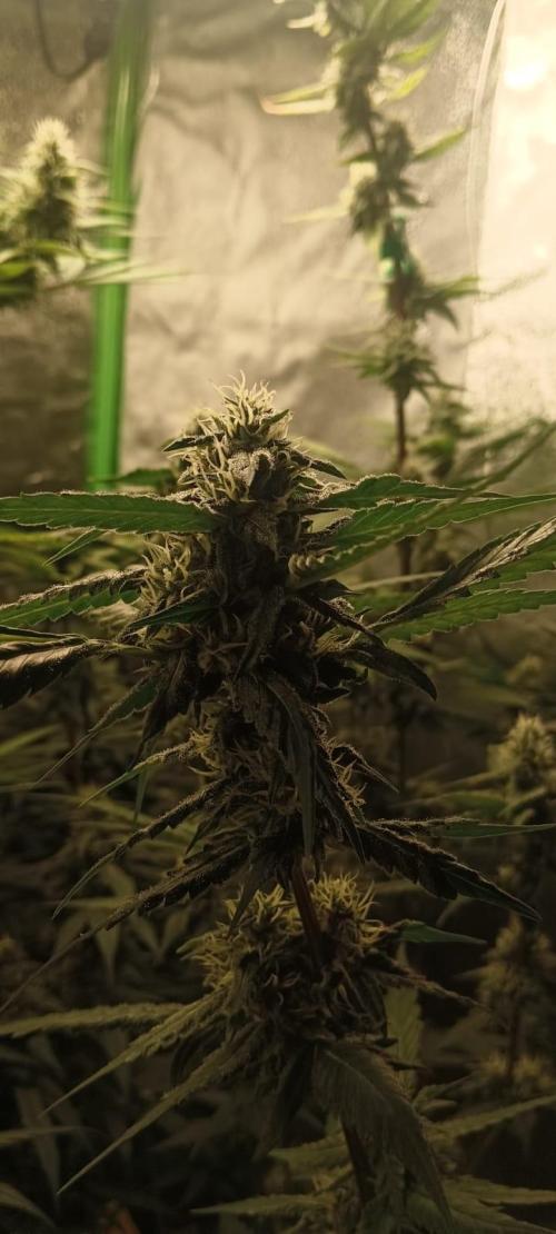 AK-47 Auto + Gelato #41 Fem. Week 13