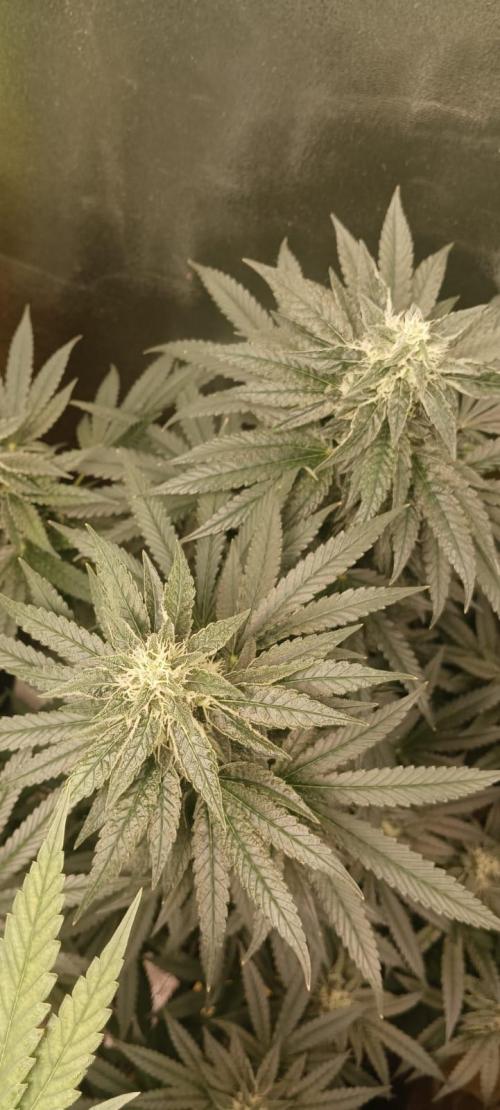 AK-47 Auto + Gelato #41 Fem. Week 13