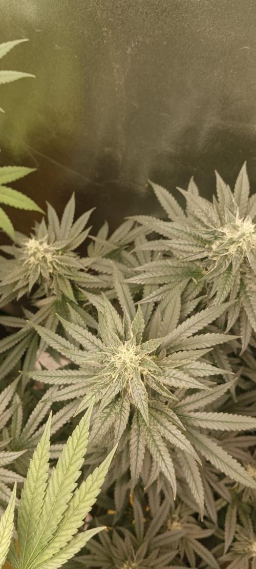 AK-47 Auto + Gelato #41 Fem. Week 13