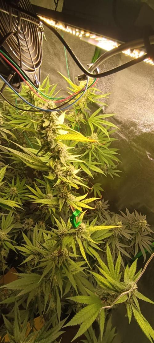 AK-47 Auto + Gelato #41 Fem. Week 13