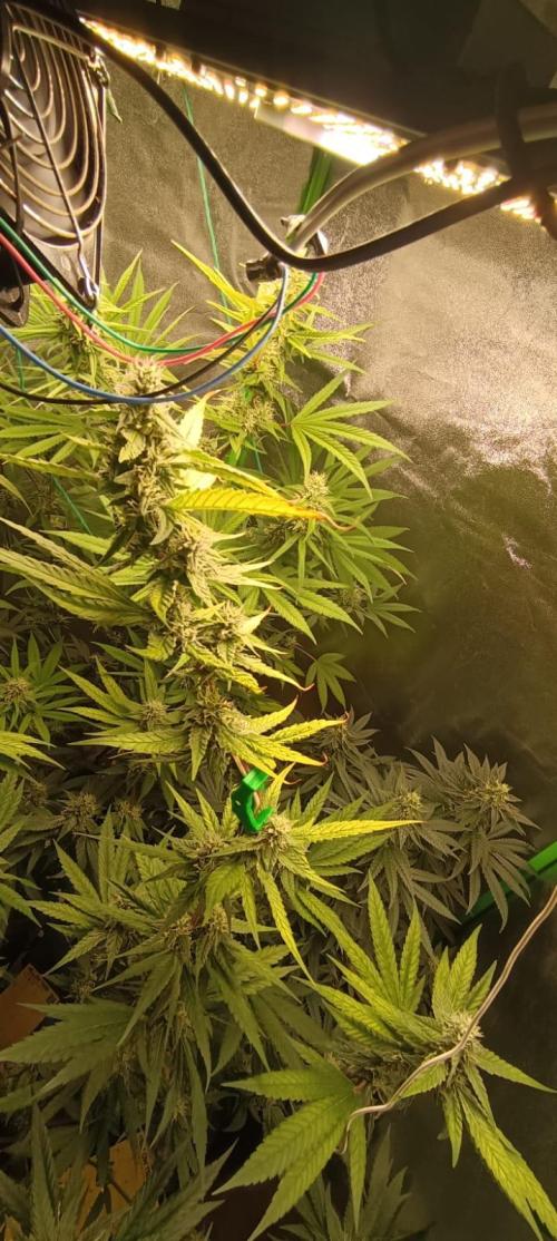 AK-47 Auto + Gelato #41 Fem. Week 13