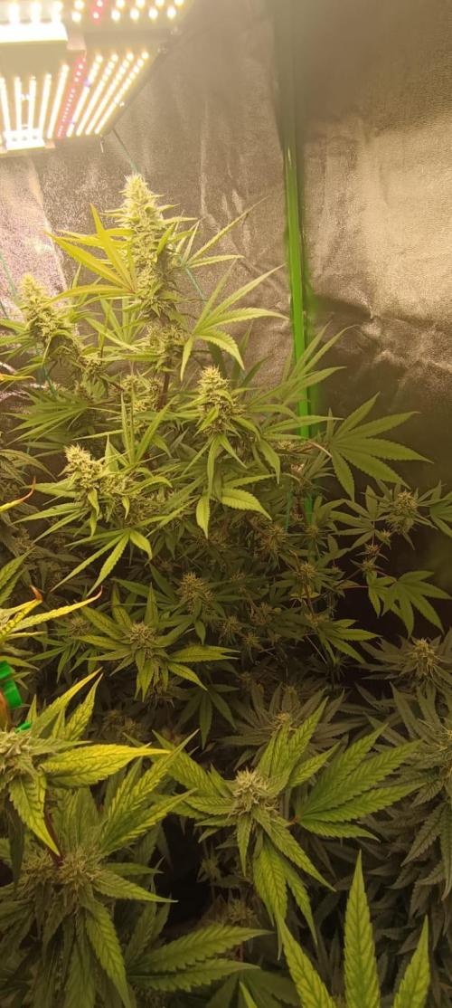 AK-47 Auto + Gelato #41 Fem. Week 13