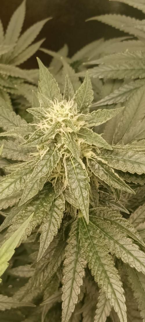 AK-47 Auto + Gelato #41 Fem. Week 13