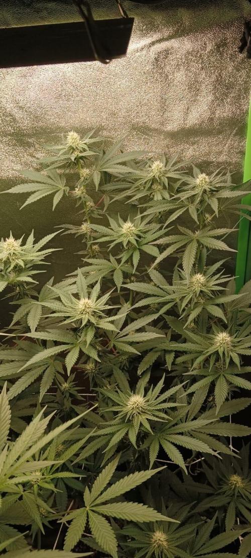 Aliento de dragón - Black Tuna Seeds. Week 9