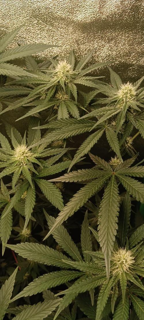 Aliento de dragón - Black Tuna Seeds. Week 9