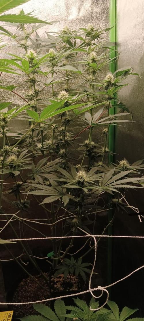 Aliento de dragón - Black Tuna Seeds. Week 9